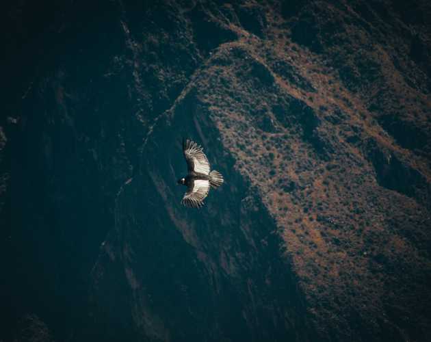 condor flying through valley